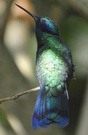 Colibri anaïs