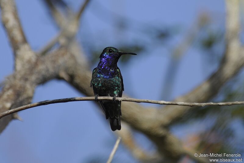 Sapphire-throated Hummingbird