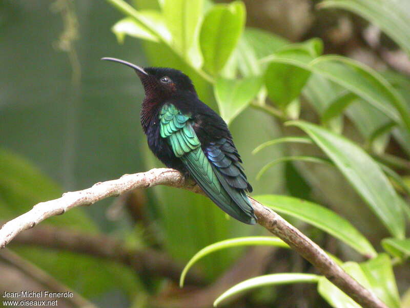 Colibri madère mâle adulte, identification
