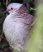 White-throated Quail-Dove