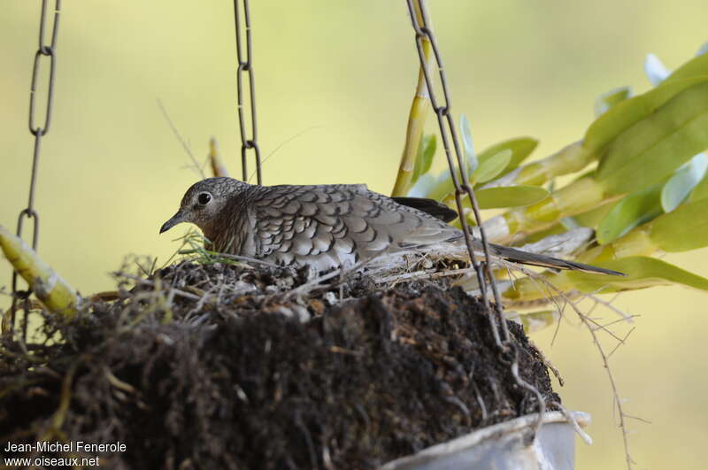 Scaled Doveadult, Reproduction-nesting