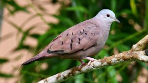 Ruddy Ground Dove