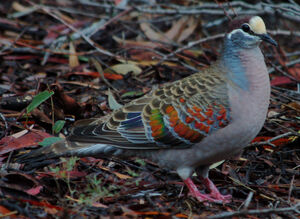 Common Bronzewing
