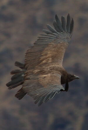Condor des Andes