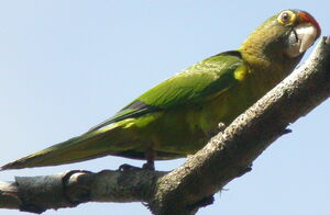 Conure � front rouge