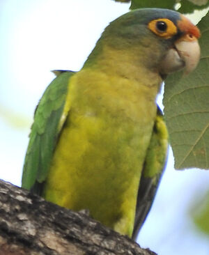 Conure � front rouge