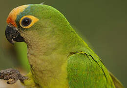 Peach-fronted Parakeet