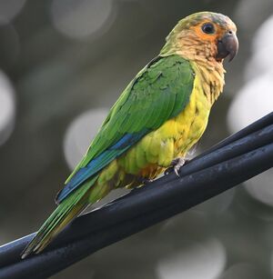 Brown-throated Parakeet