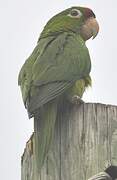 Finsch's Parakeet