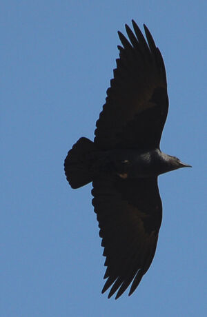 Corbeau à queue courte