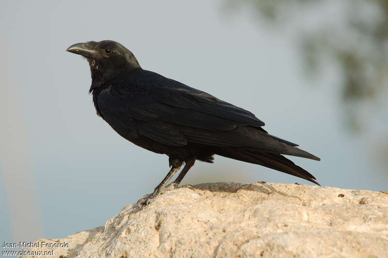 Fan-tailed Raven, habitat, Behaviour