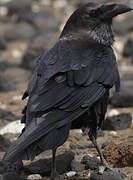 Brown-necked Raven