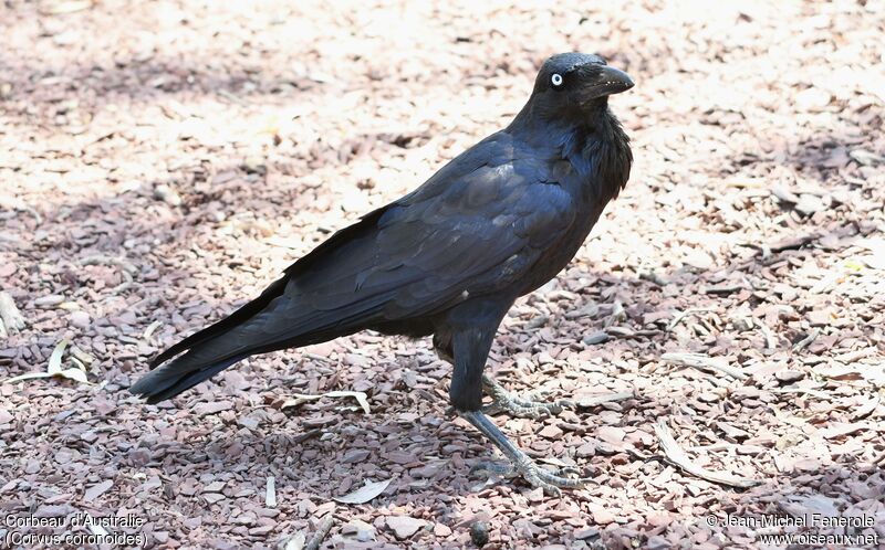 Corbeau d'Australie
