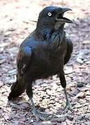 Australian Raven