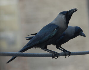 Corbeau familier