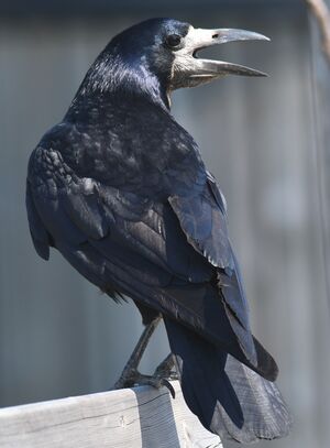 Rook