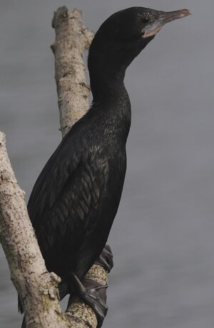 Cormoran de Vieillot