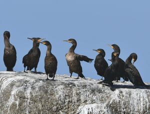 Cape Cormorant