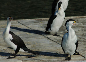 Cormoran varié