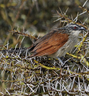 White-browed Coucal