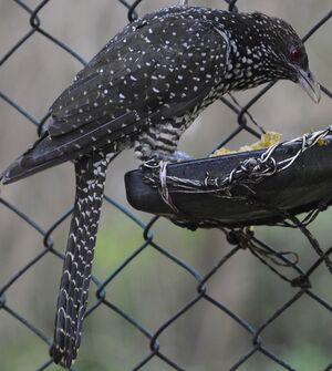 Asian Koel