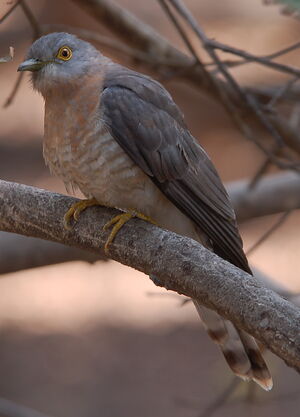 Common Hawk-Cuckoo