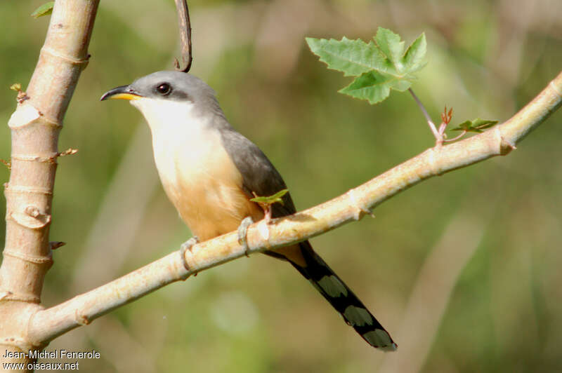 Mangrove Cuckoo, identification