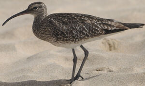 Whimbrel 
&copy; Jean-Michel Fenerole