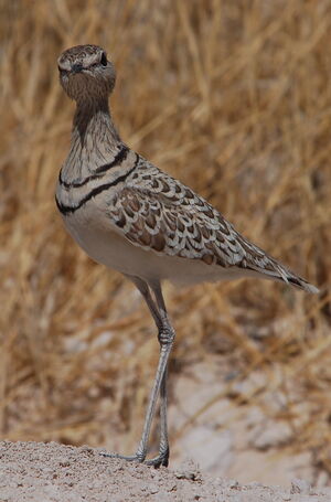 Double-banded Courser