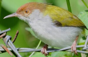 Common Tailorbird
