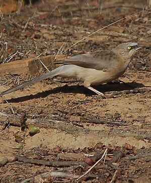 Large Grey Babbler