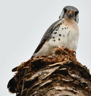 American Kestrel