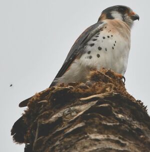 American Kestrel