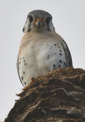 American Kestrel