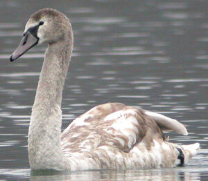 Mute Swan