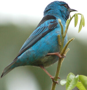 Blue Dacnis