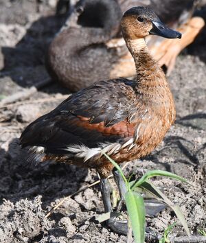 Wandering Whistling Duck
