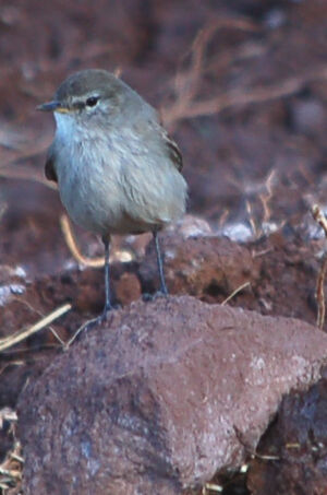 Spot-billed Ground Tyrant