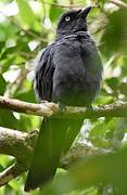 South Melanesian Cuckooshrike