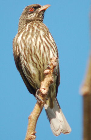 Palmchat