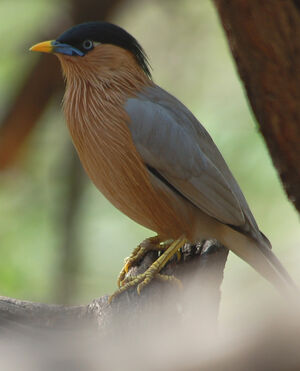 Brahminy Starling