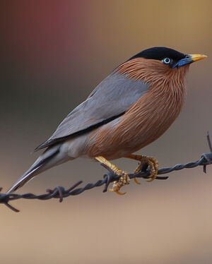Brahminy Starling