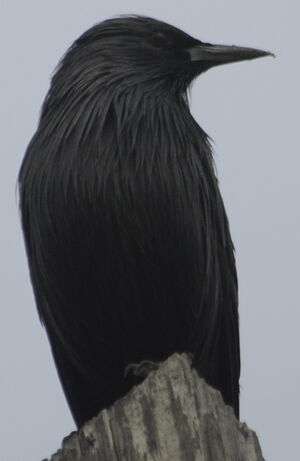 Spotless Starling