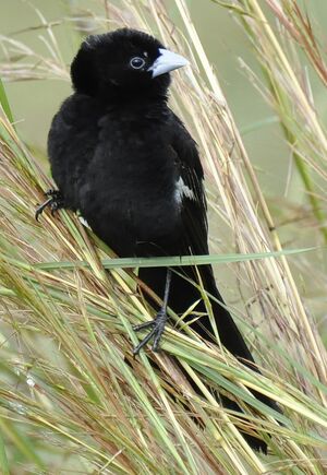 White-winged Widowbird