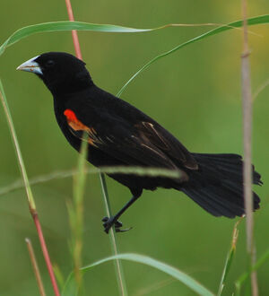 Fan-tailed Widowbird