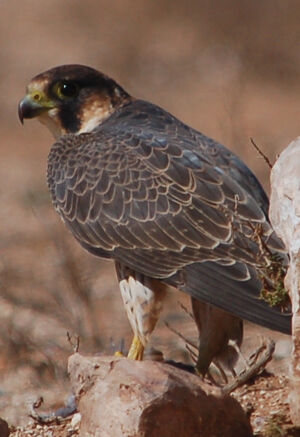 Faucon de Barbarie