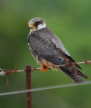 Amur Falcon