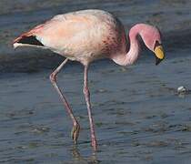 James's Flamingo