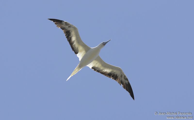Red-footed Boobyadult, Flight