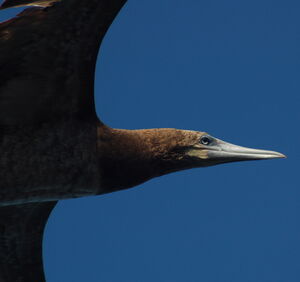Brown Booby